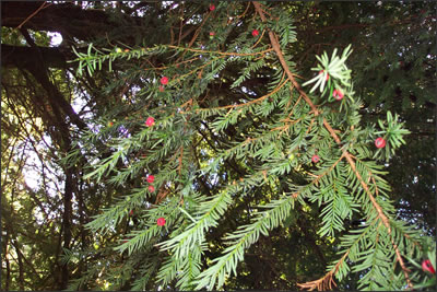 9月23日紫杉(Yew Tree).jpg