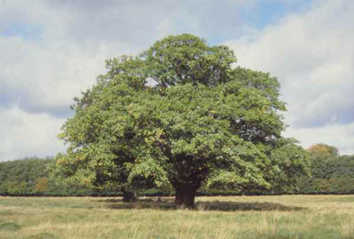 9月27日橡樹(Oak).jpg