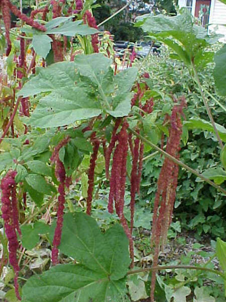 9月28日雁來紅(Love-Lies-Bleeding).jpg