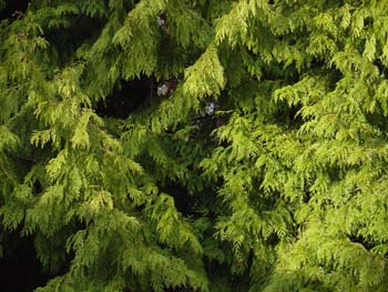 9月30日杉(Cedar).jpg