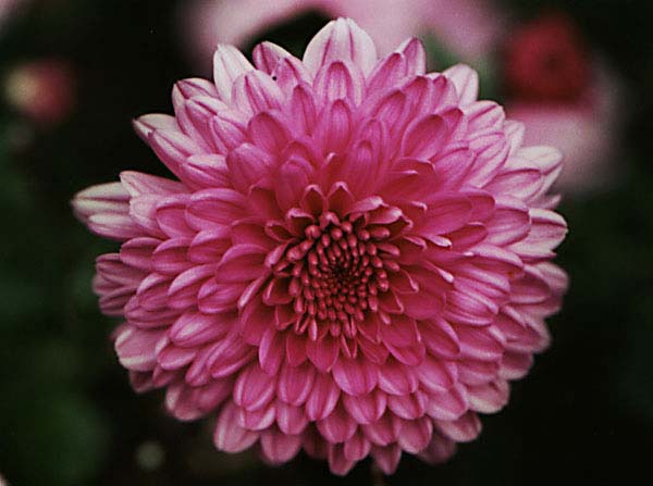 10月1日紅菊(Chrysanthemum).jpg