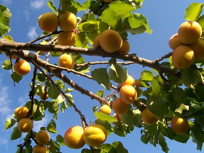 10月2日杏樹(Apricot).jpg