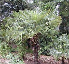 10月5日棕櫚(Windmill Palm).jpg