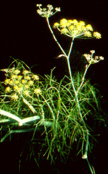 10月9日茴香(Fennel).jpg