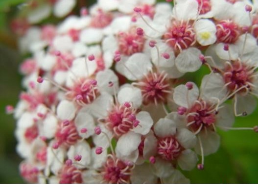 10月13日繡線菊(Spirea).jpg