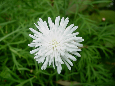 10月14日白菊(Chrysanthemum).jpg