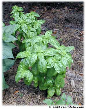 10月15日羅勒(Sweet Basil).jpg