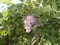 10月17日葡萄(Grape).jpg