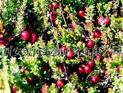 10月18日蔓越橘(Cranberry).jpg