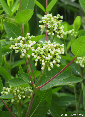 10月20日麻(Indian Hemp).jpg