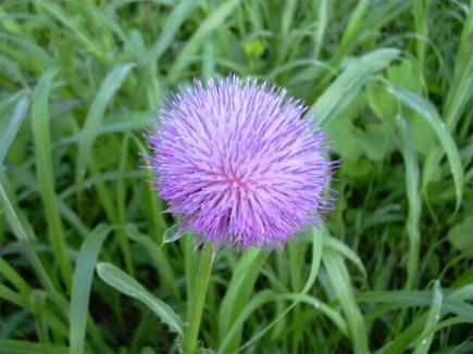 10月21日薊花(Thistle).jpg