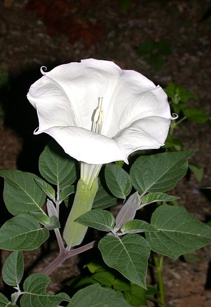 10月23日曼陀羅花(Thorn Apple).jpg