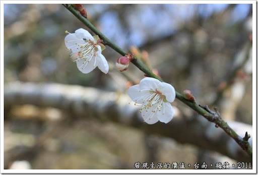 10月24日梅(Plum Blossom).jpg