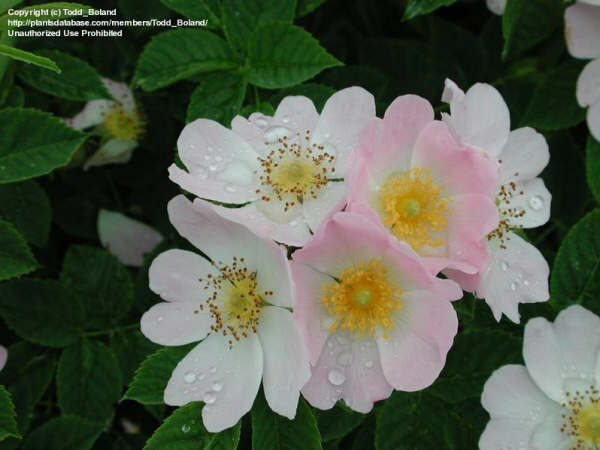 10月27日野玫瑰(Briar Rose).jpg