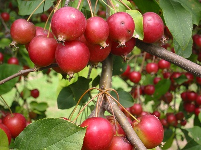 10月29日西洋蘋果(Crab Apple).JPG