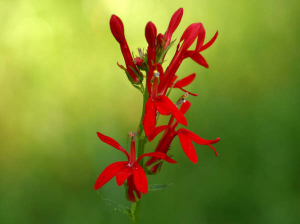 10月30日 山梗菜(Cardinal Flower).jpg