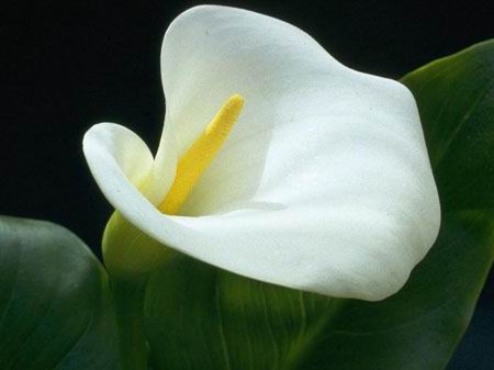 10月31日水芋(Calla Lily).jpg