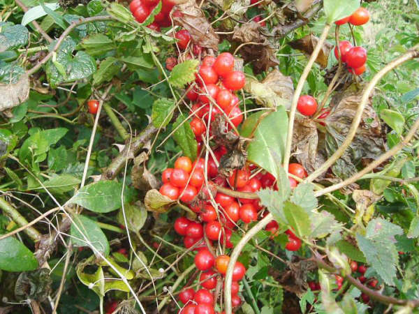 11月3日葫蘆瀉根(Bryony).jpg