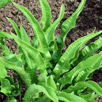 11月4日鹿舌草(Hart\'s Tongue Fern).jpg