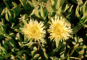 11月5日松葉菊(Fig Marigold).jpg