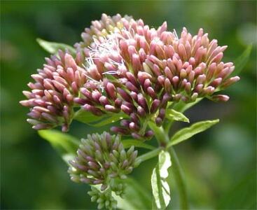 11月6日蘭草(Chinese Hemp Agrimony).jpg