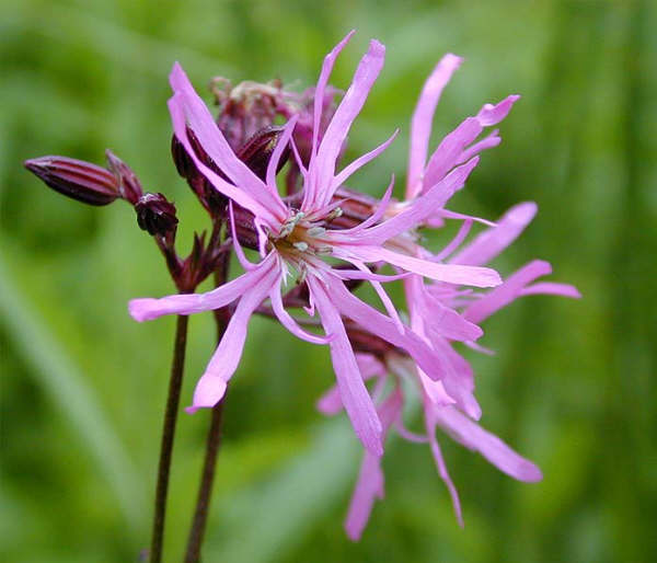 11月8日剪秋羅(Lychnis Flos-Cuculi).jpg