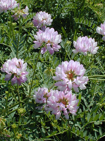 11月15日小寇花(Crown Vetch).jpg