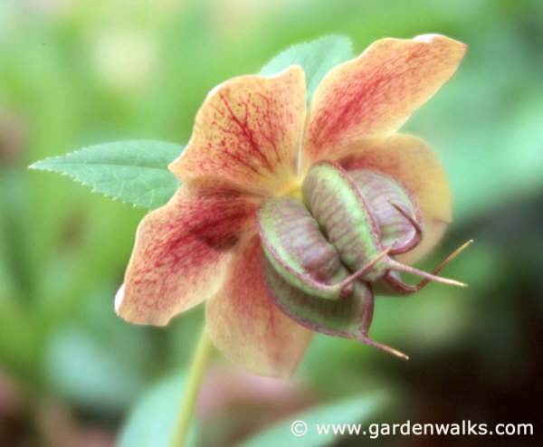 11月16日聖誕薔薇(Christmas Rose).jpg