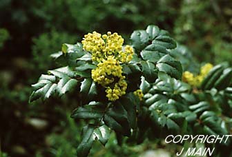 11月22日蛇不爬(Berberis).jpg