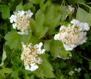 11月24日莢蓮(Viburnum).jpg