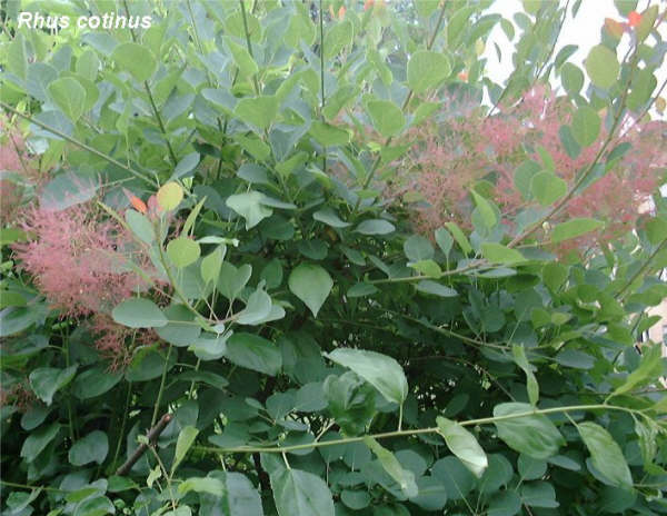 11月25日漆樹(Rhus Cotinus).jpg