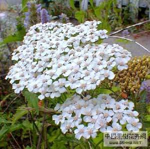 11月26日西洋蓍草(Yarrow).jpg