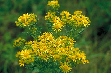 12月1日艾菊(Tansy).jpg