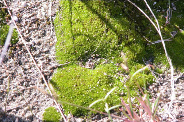 12月2日 苔藓(Moss).jpg