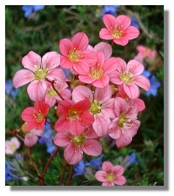 12月6日虎耳草(Saxifrage).jpg