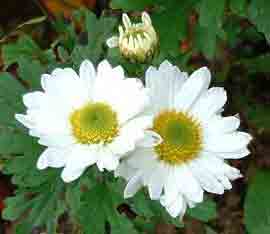 12月9日菊(Chrysanthemum).jpg