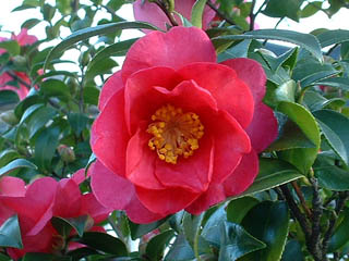 12月10日紅色山茶花(Camellia).jpg