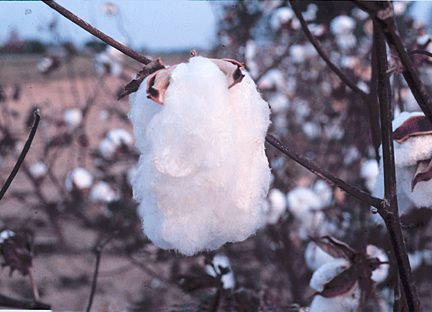 12月12日棉(Cotton Plant).jpg