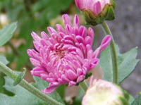 12月13日紫紅色菊花(Chrysanthemum).jpg