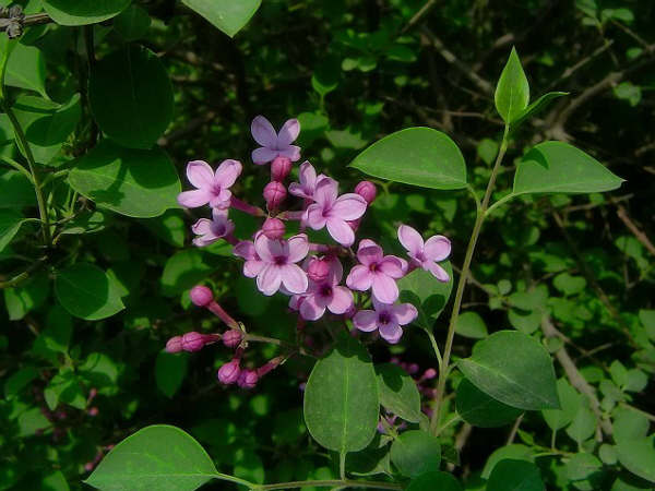 12月15日紫丁香(Winter Daphne).jpg