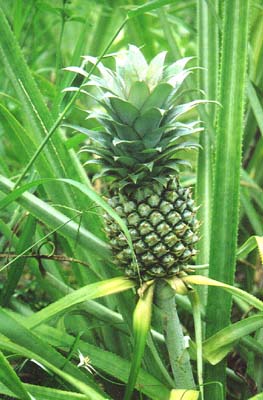 12月20日鳳梨(Pineapple).jpg