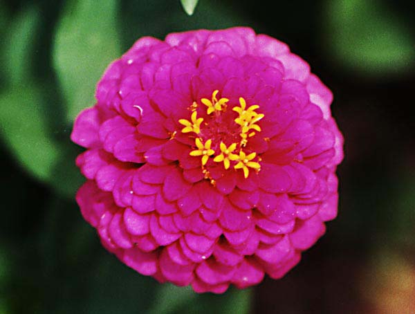 12月22日 百日草(Zinnia).jpg