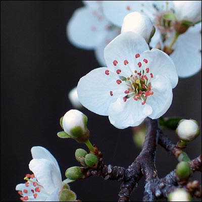 12月27日梅(Plum Blossom).jpg