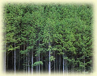 12月31日檜木(Japanese Cypress).jpg