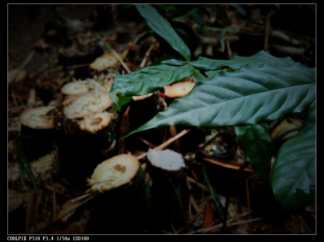 DSCN0820.jpg