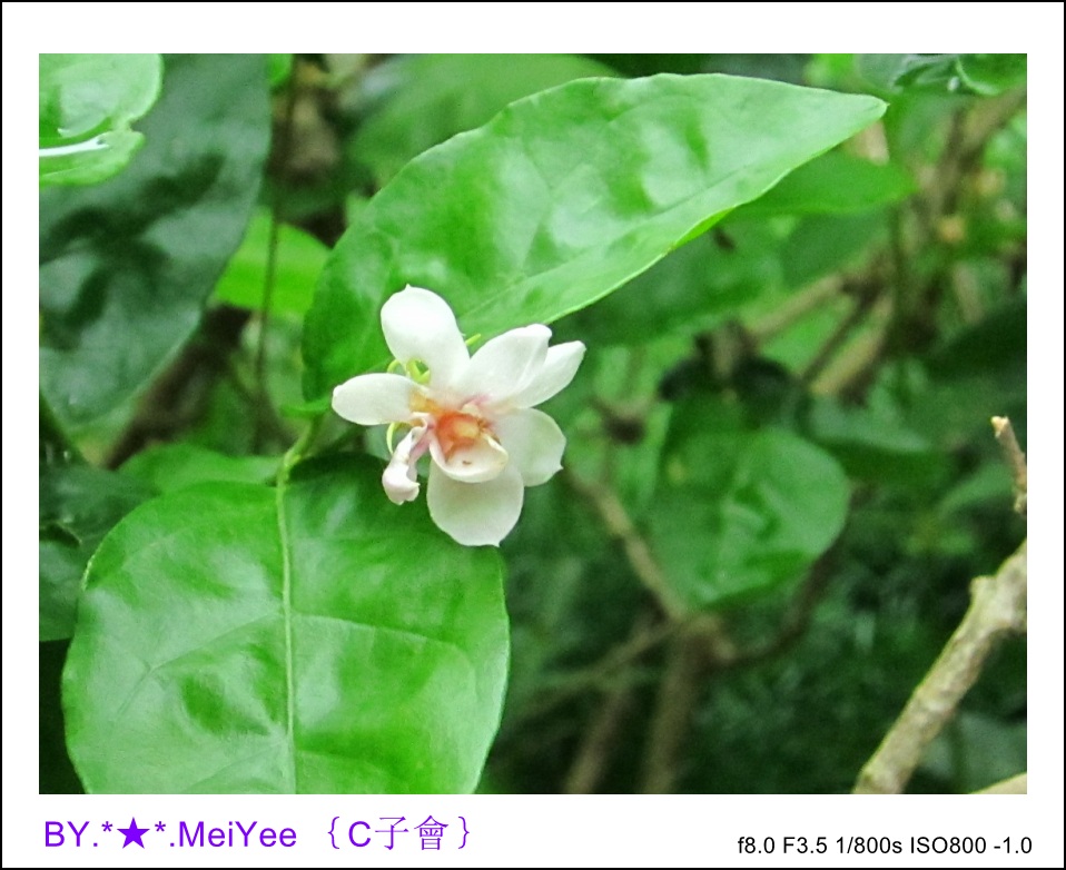 C紫會茉莉花 (24).JPG