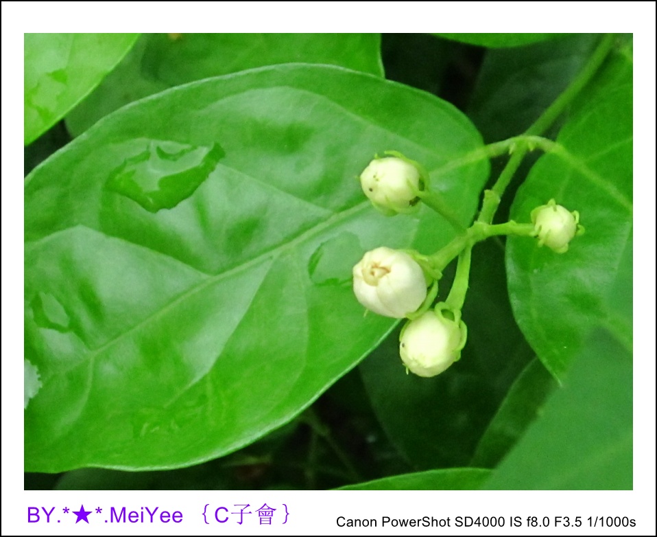 C紫會茉莉花 (22).JPG