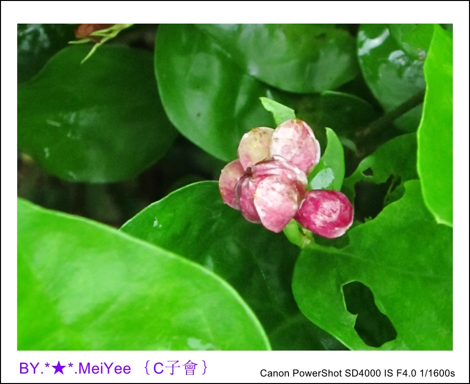 C紫會茉莉花 (18).JPG