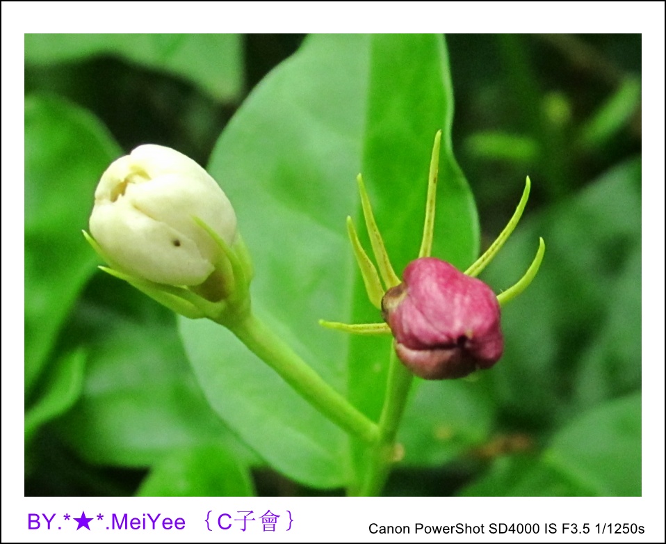 C紫會茉莉花 (20).JPG