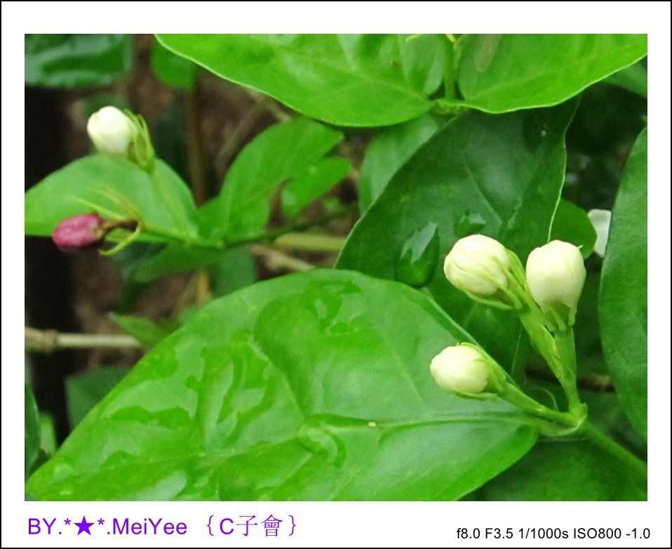 C紫會茉莉花 (23).JPG